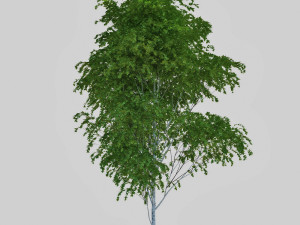 birch tree Modèle 3D