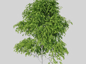 birch tree Modèle 3D