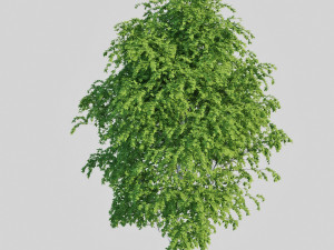 birch tree Modèle 3D