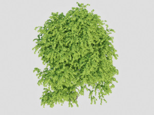 birch tree Modèle 3D