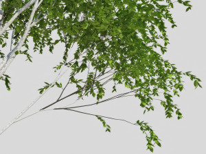 birch tree Modèle 3D