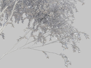 birch tree Modèle 3D