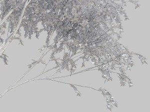 birch tree 3D Model