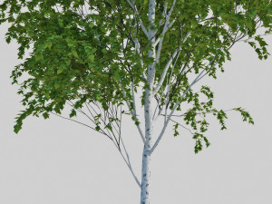 birch tree Modèle 3D