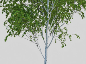 birch tree Modèle 3D
