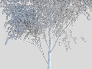 birch tree Modèle 3D