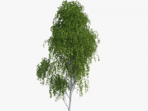 birch tree 2 3D Model