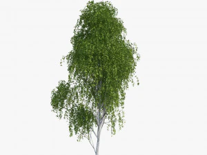 白桦树 2 3D 模型