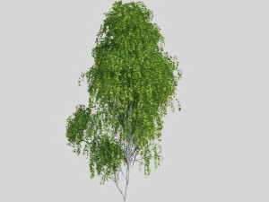 birch tree 2 3D Model