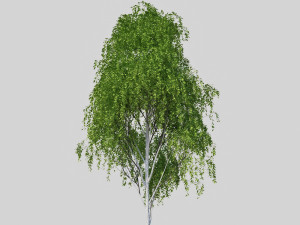 birch tree 2 3D Model