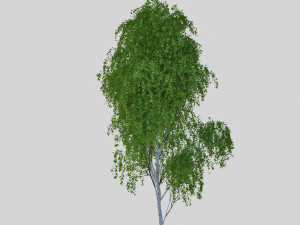 birch tree 2 3D Model