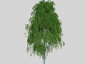 birch tree 2 3D Model