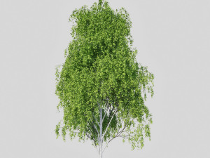 birch tree 2 3D Model