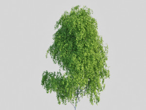 birch tree 2 3D Model