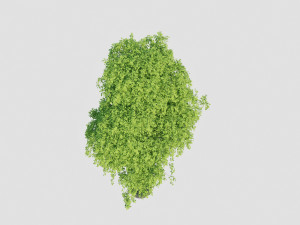 birch tree 2 3D Model