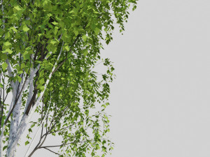 birch tree 2 3D Model