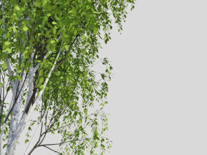 birch tree 2 3D Model