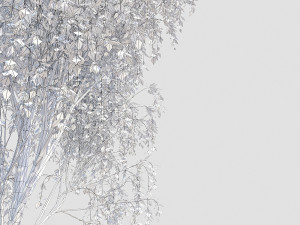 birch tree 2 3D Model