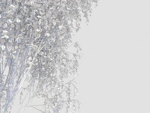 birch tree 2 3D Model