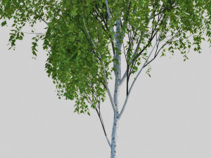 birch tree 2 3D Model