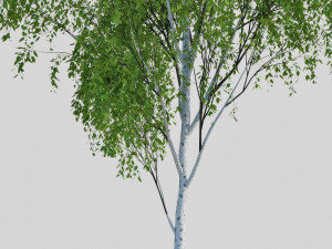 birch tree 2 3D Model