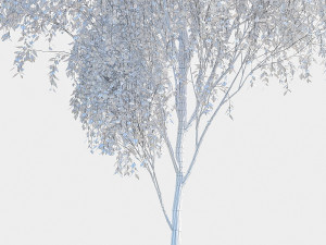 birch tree 2 3D Model