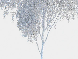 birch tree 2 3D Model