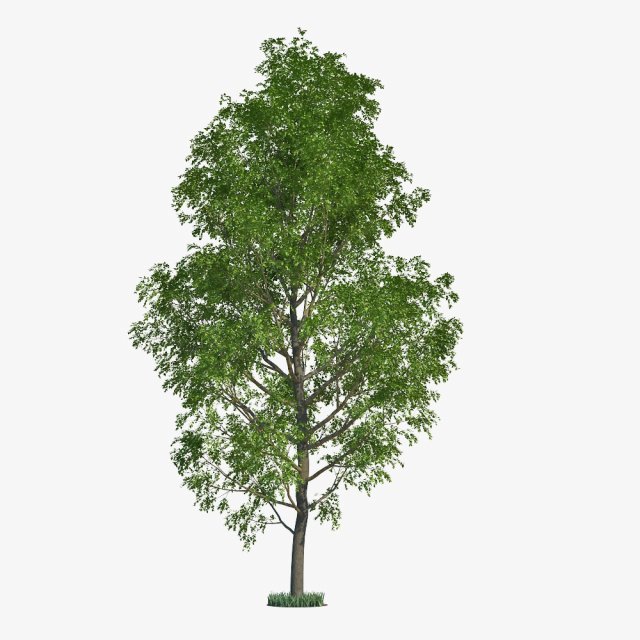 poplar 3D Модель .c4d .max .obj .3ds .fbx .stl .blend 