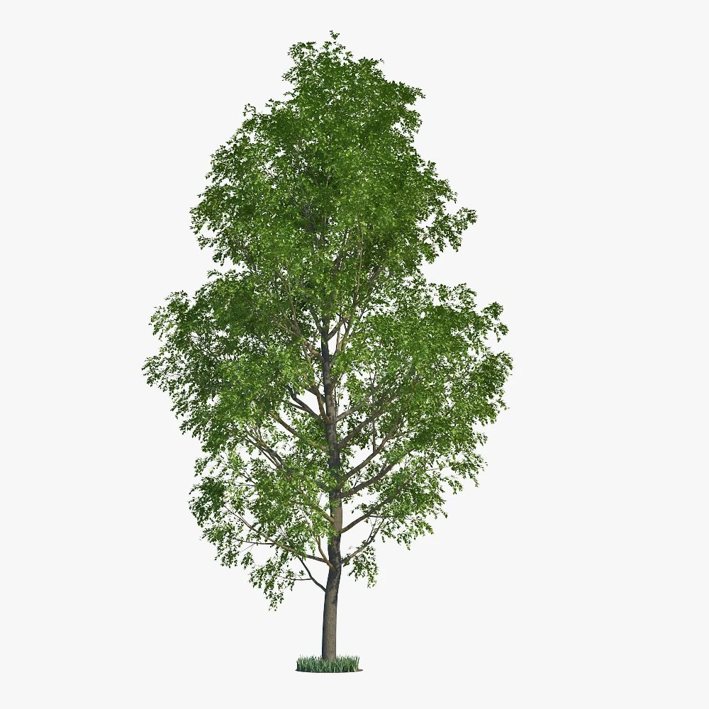 poplar 3D Model .c4d .max .obj .3ds .fbx .stl .blend 