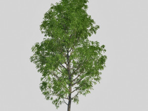 poplar 3D Модель