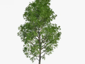 poplar 3D Model