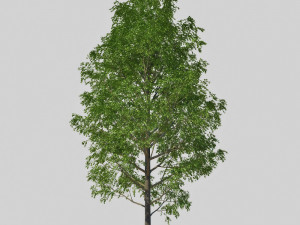 poplar 3D Модель