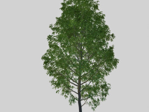 poplar 3D Модель