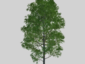 poplar 3D Модель
