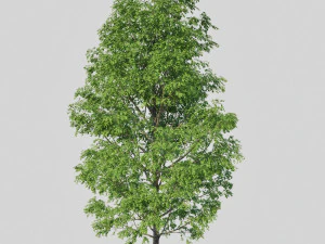 poplar 3D Model