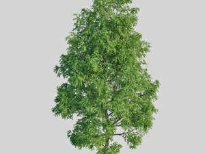 poplar 3D Model