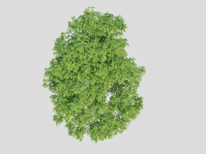 poplar 3D Модель