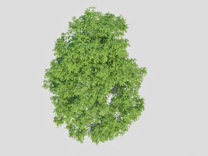 poplar 3D Model