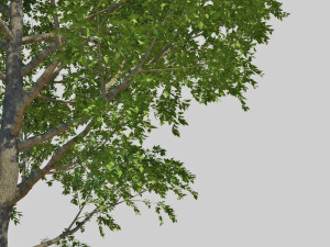 poplar 3D Модель