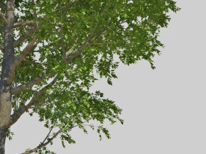 poplar 3D Model