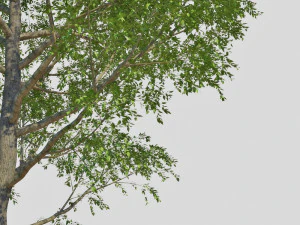 poplar 3D Model