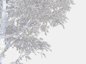 poplar 3D Модель