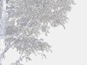 poplar 3D Model