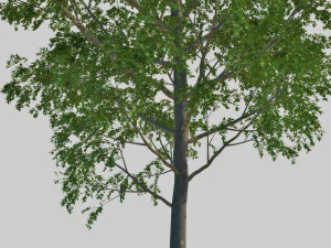 poplar 3D Model