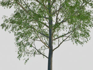 poplar 3D Model