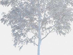poplar 3D Модель