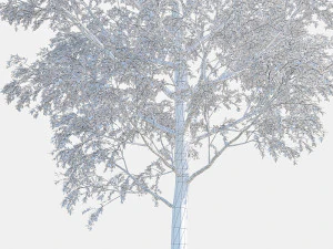 poplar 3D Model