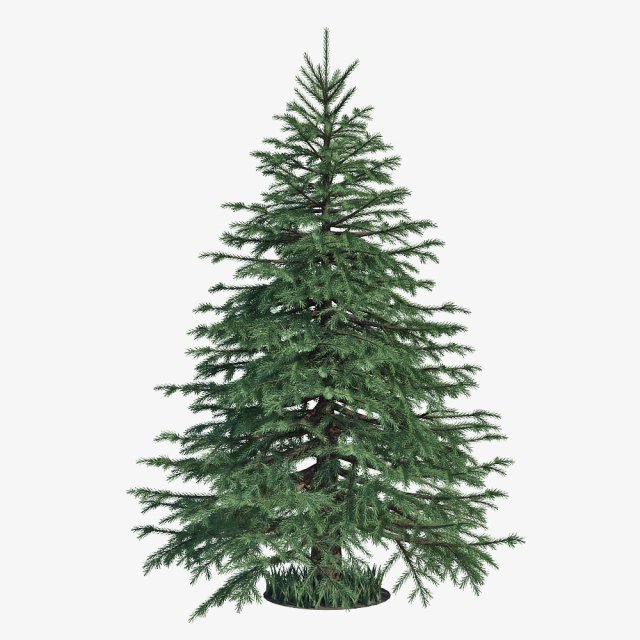 spruce Model 3D .c4d .max .obj .3ds .fbx .stl .blend 
