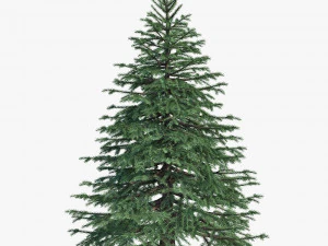 スプルース 3Dモデル