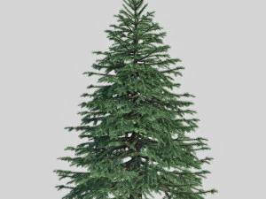 spruce 3D Model